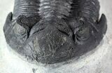 Hollardops Trilobite - Nice Detail & Excellent Eyes #57780-3
